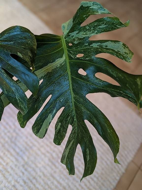 Piante & sementi: Monstera Ocean Mint – Usato da Faulensee venduto da plantmama 2