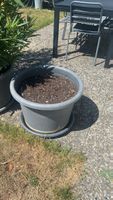 Schöner Topf mit Citruserde und Inkl. Untersetzer