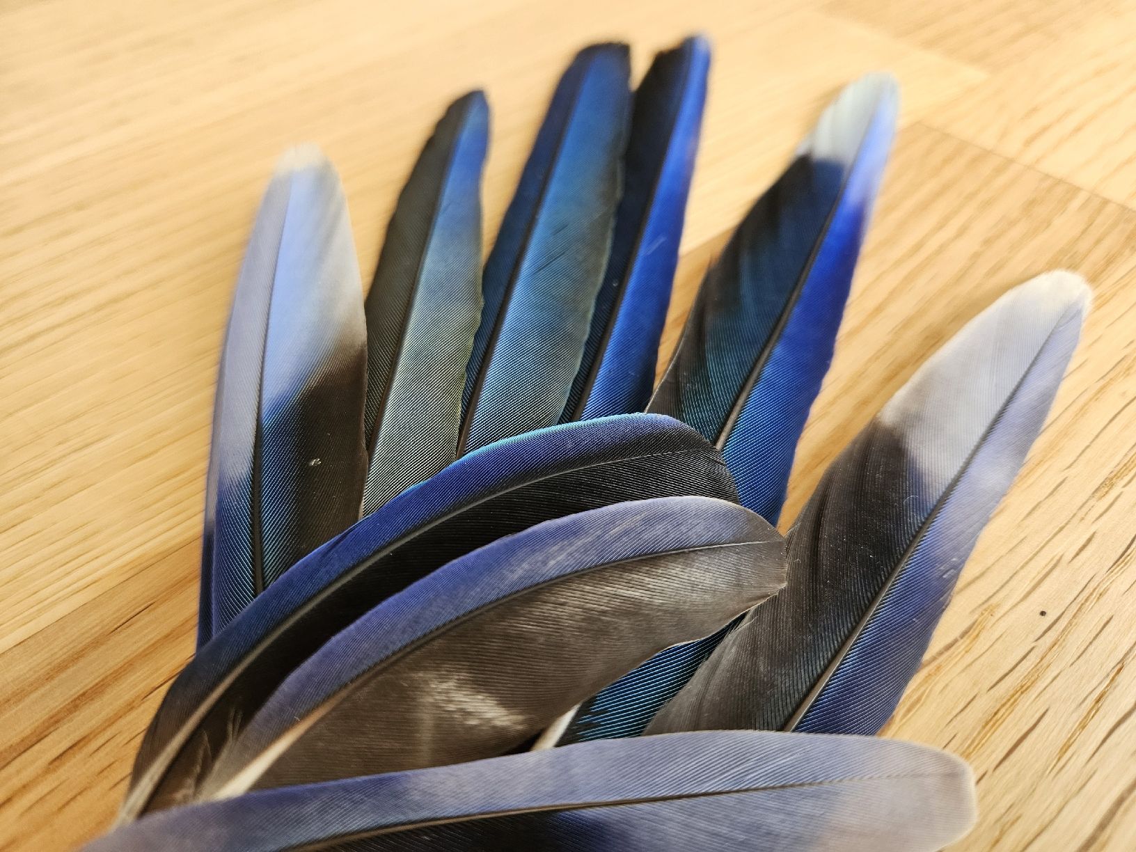 Welt der Tiere: Blaue Sittichfedern – Neu (gemäss Beschreibung) aus Wallenwil von luc_mei 1