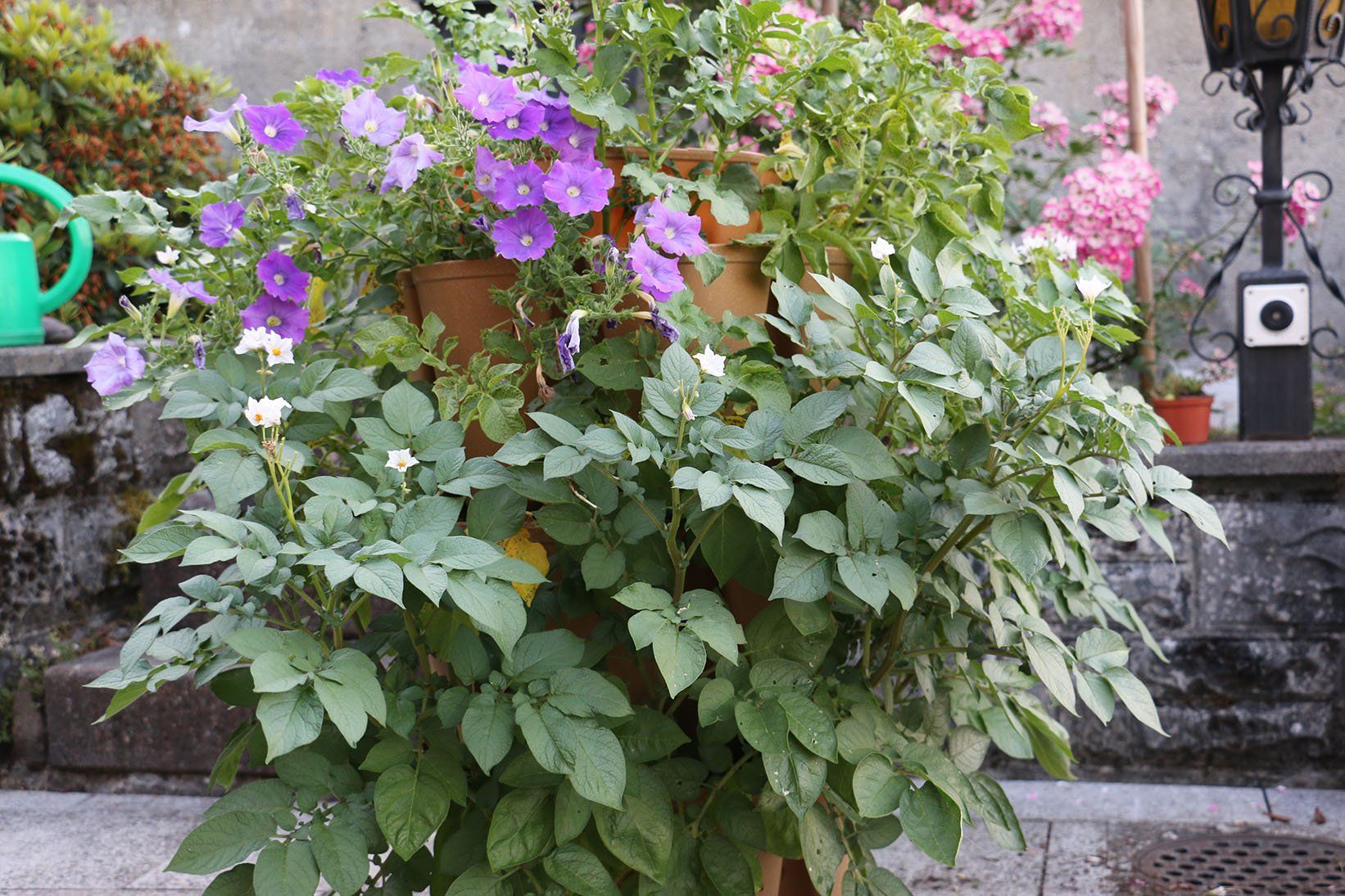 Vasi per fiori: Hochbeet / Planzenturm 5-stufig – Nuovo e nell'imballaggio originale da Galgenen venduto da Fx122 5