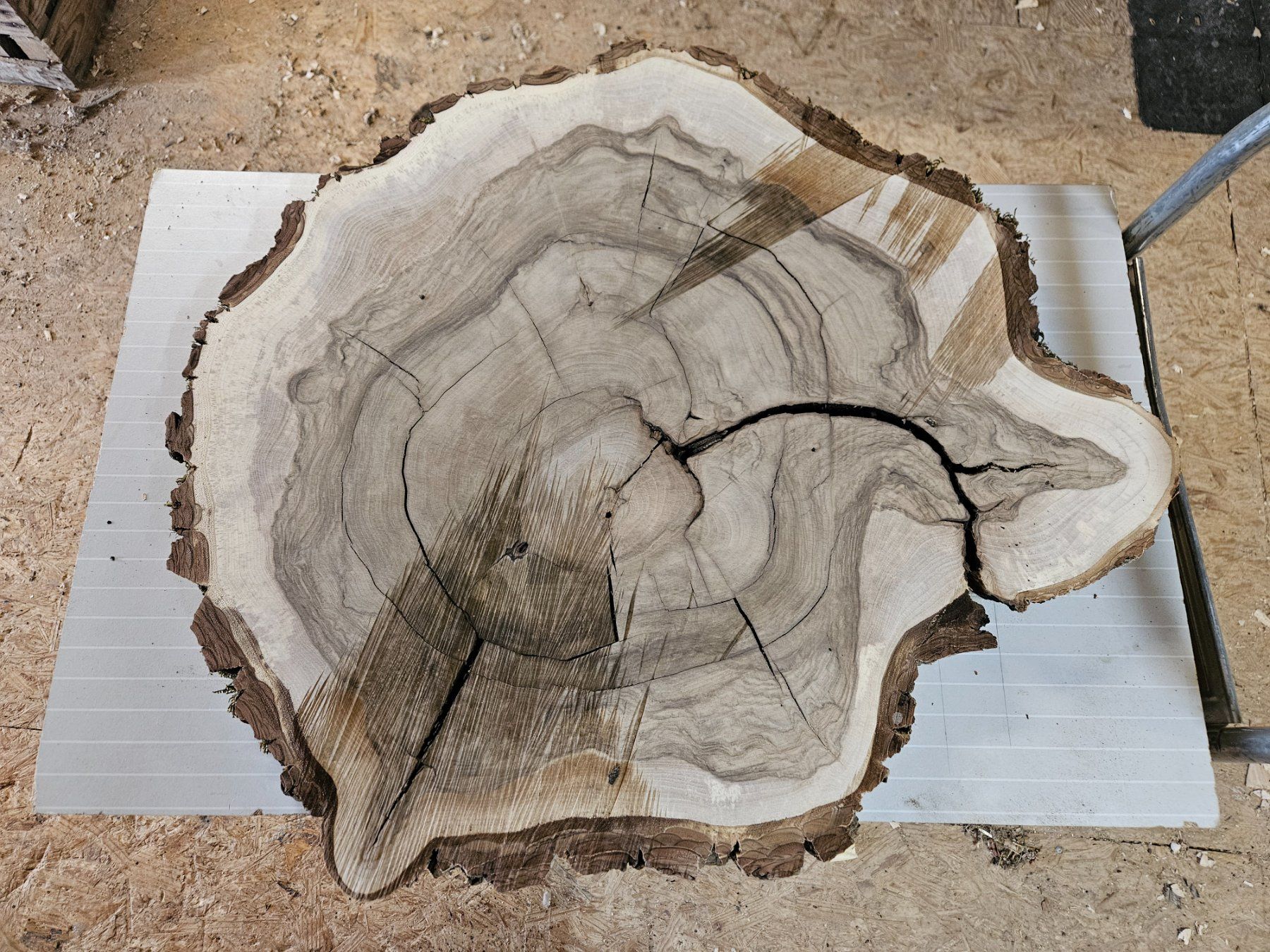 Holzartikel: Nussbaum Holz Baumscheibe – Neu (gemäss Beschreibung) aus Schangnau von egli6.2 3