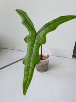 Alocasia Sabrina Narrow