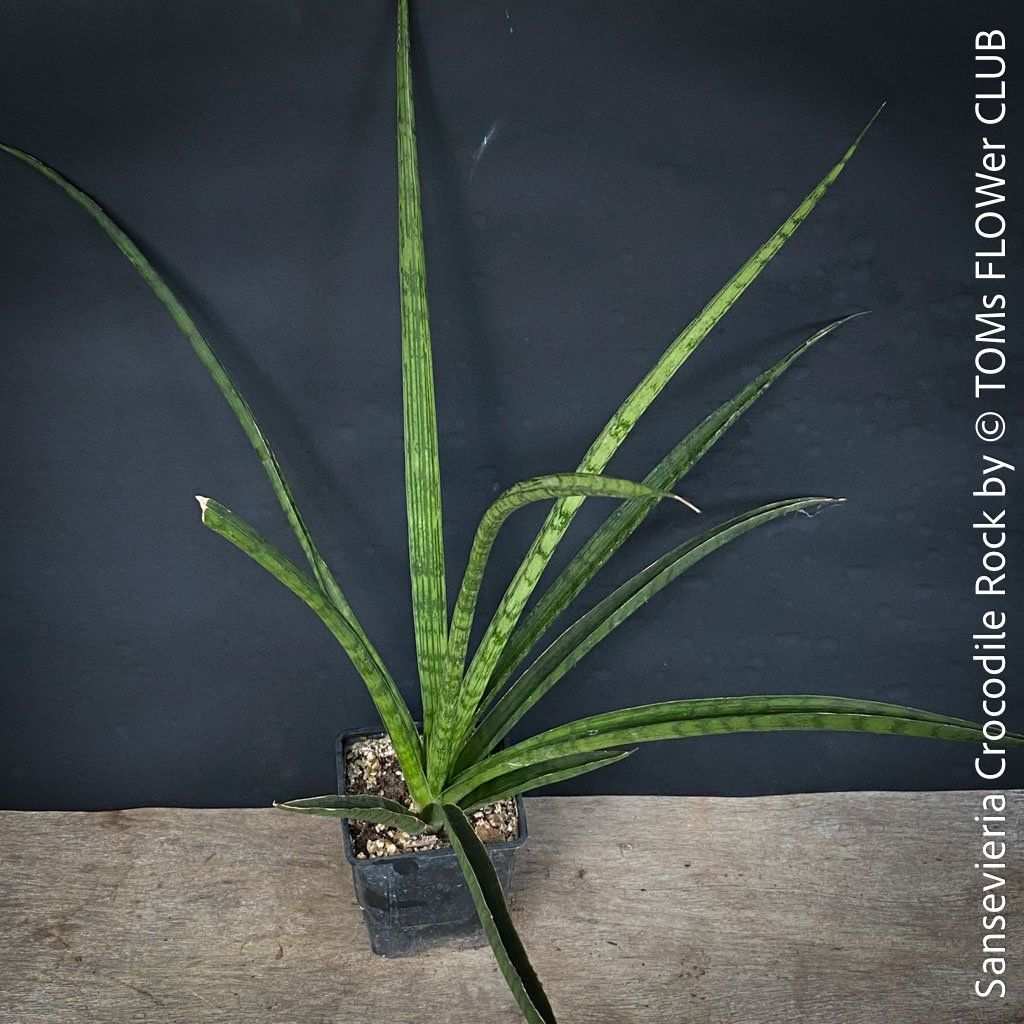 Piante & sementi: Sansevieria Crocodile Rock - 100% Bio-Anzucht – Nuovo e nell'imballaggio originale da Adliswil venduto da astom369 6