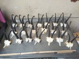 Gemsenhörner, Trophäen Sammlung, Jagdtrophäe, Deko! 