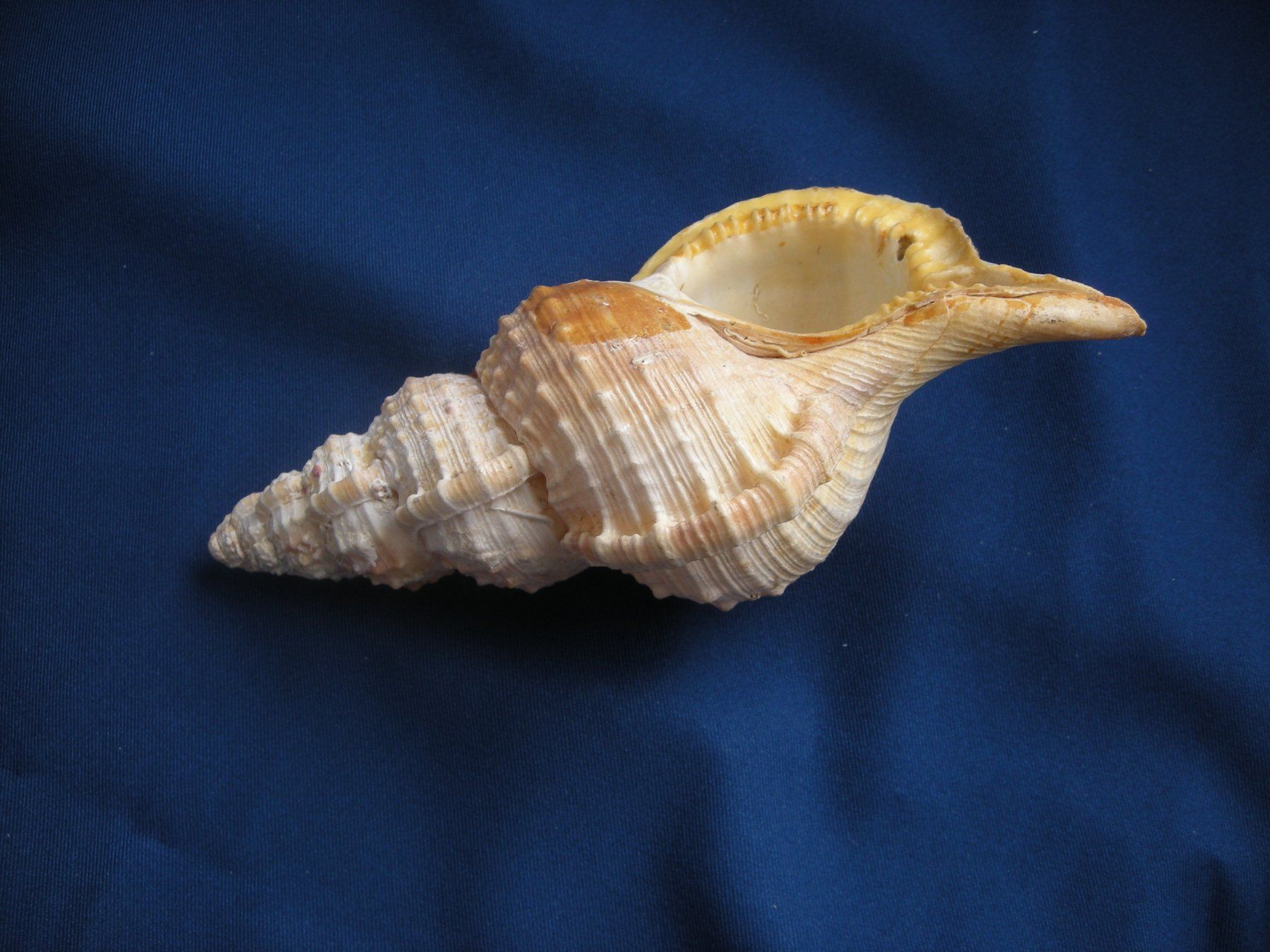 Fossilien: Wunderschöne Muschel Philippinen 16 cm – Gebraucht aus Spreitenbach von Sniper8952 4