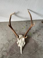 Hirsch Trophäe ohne Brett mit Schädel