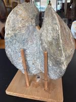 Megalodont-Conchodus-Fossil einer Riesenmuschel!