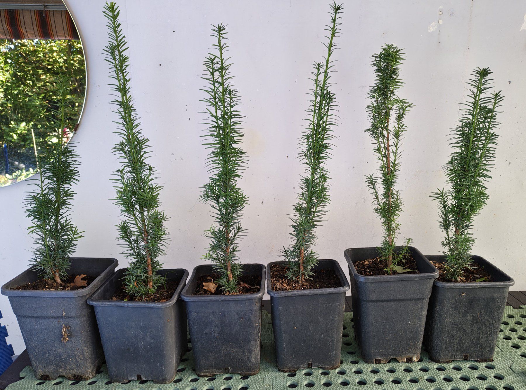 Piante & sementi: Eibe Taxus baccata – Nuovo (secondo la descrizione) da Uerkheim venduto da Justi.y