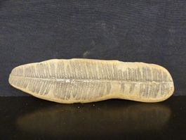 Versteinerte Pflanze Fossil FARN MAZON CREEK ILLINOIS USA