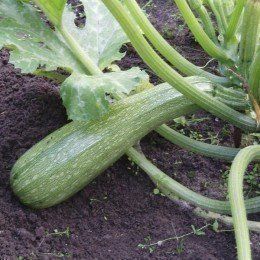 Piante & sementi: 10 Bio- Zucchetti sarzano – Nuovo e nell'imballaggio originale da Huttwil venduto da Groempix