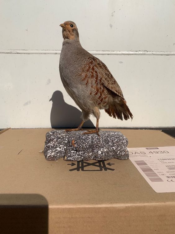 12er-Pack Silverbrook Partridge & Gold Spinne Nasse Forelle Fliegt Auf