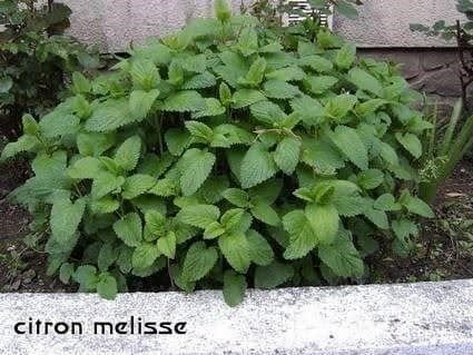 Piante & sementi: MENTHE MELISSE CITRONNELLE 50g – Nuovo (secondo la descrizione) da Bremblens venduto da FIBONACCI369 3
