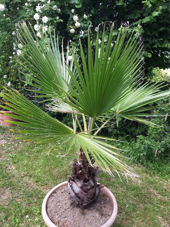 Palme für Garten oder Terrasse Kaufen auf Ricardo