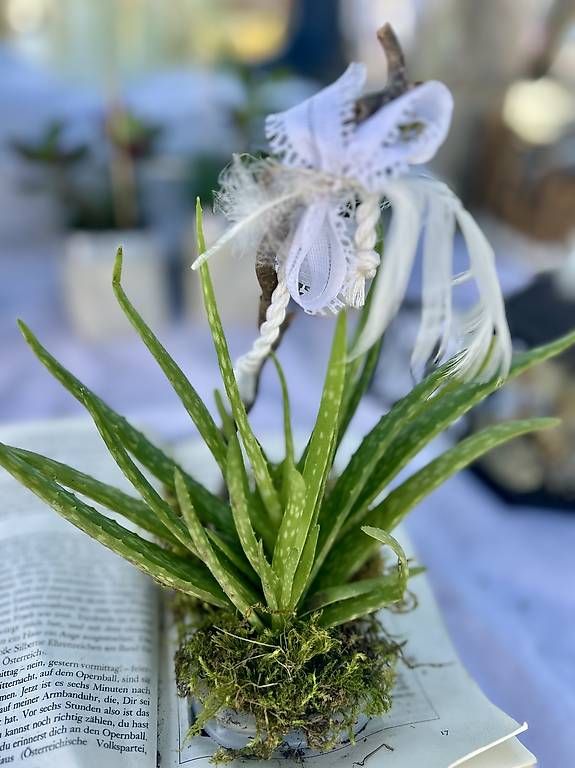 Libri: Aloe Vera im Buch  – Usato da Frauenfeld venduto da Irene.Schuppli 4
