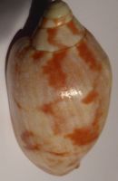 SEHR SCHÖNE -CYMBIOLA RUTILA CERAUNIA, MUSCHEL-77 MM, SELTEN