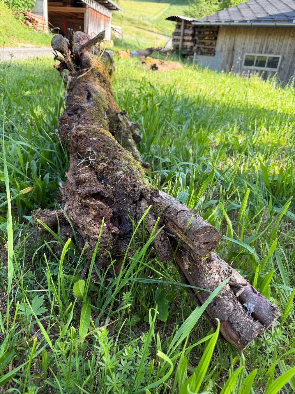 Holzartikel: Baumstamm Zwetschgen – Gebraucht aus Huttwil von Burk3 4