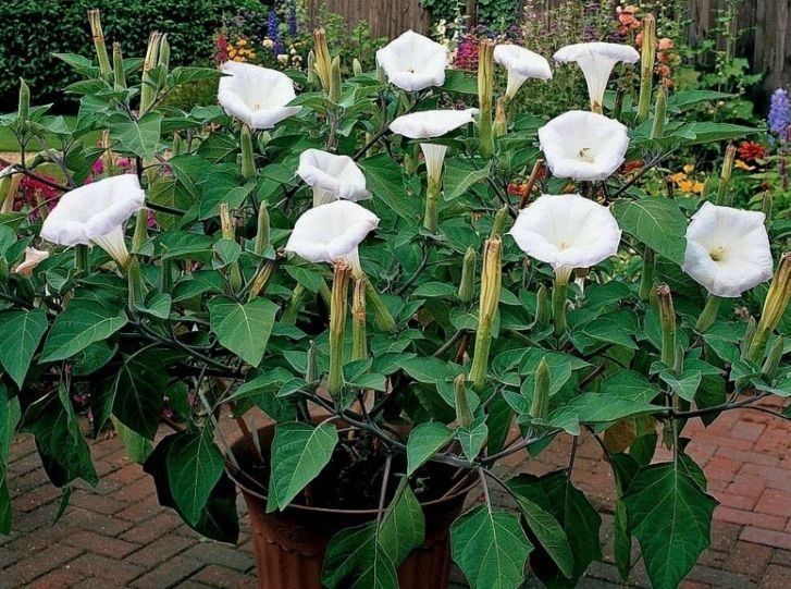 Pflanzen & Samen: LETZTE 15 SAMEN GRAINES SEMI: DATURA STRAMONIUM – Neu und originalverpackt aus Rovio von POSITIFFARTandPLANTS 6