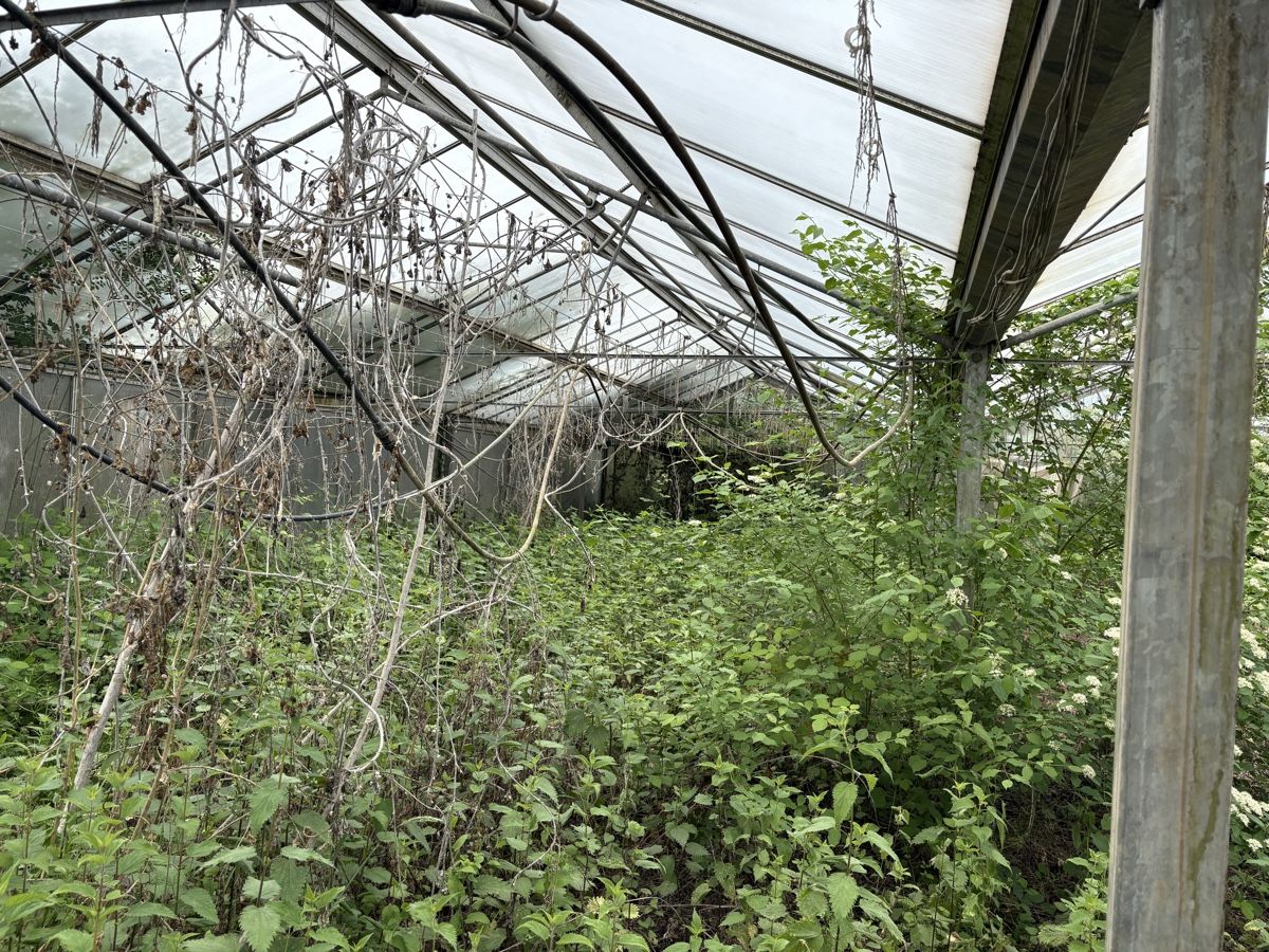 Casette da giardino & serre: Glashaus Treibhaus Gewächshaus – Usato da Oberkirch LU venduto da Legraps111 3