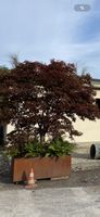 Japanischer Ahorn im Topf - Grosser Ahorn