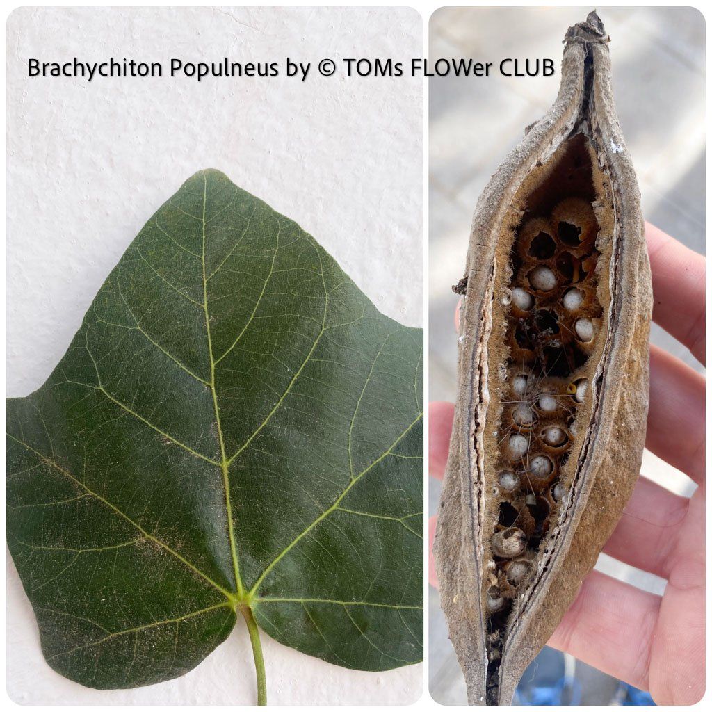 Pflanzen & Samen: BRACHYCHITON POPULNEUS - australischer Flaschenbaum – Neu und originalverpackt aus Adliswil von astom369 5