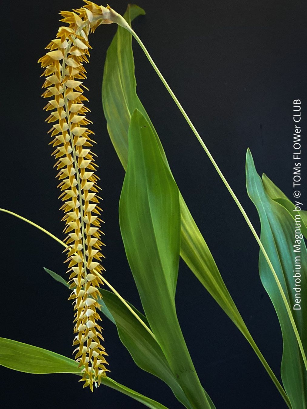 Piante & sementi: Dendrobium Magnum Orchidee - Duft und Blüte einfach WOW – Nuovo e nell'imballaggio originale da Adliswil venduto da asTOMas963 5