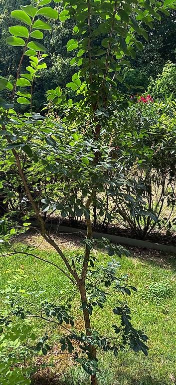 Pflanzen & Samen: Arbre à fleurs roses – Gebraucht aus Nyon von Marineg21 1