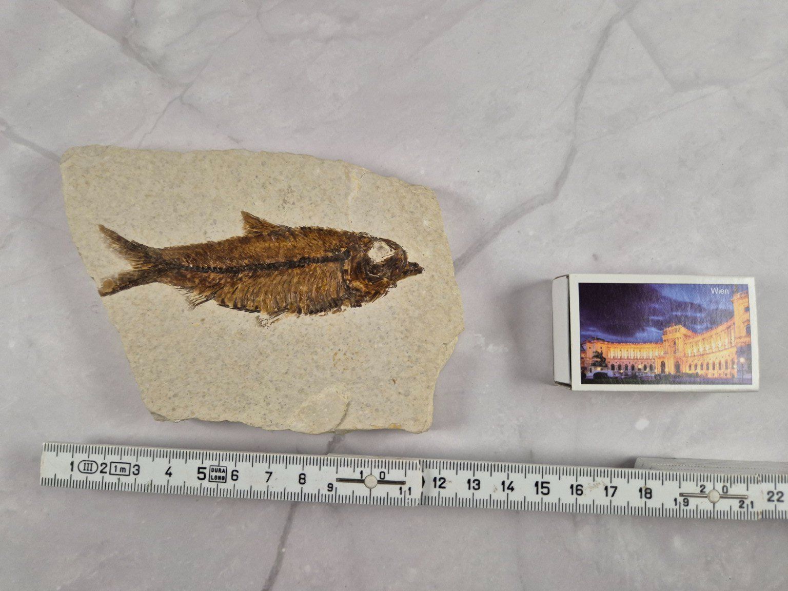 Fossili: Fossile ancien de poisson sur pierre calcaire – Usato da Sugnens venduto da Madteus82 1
