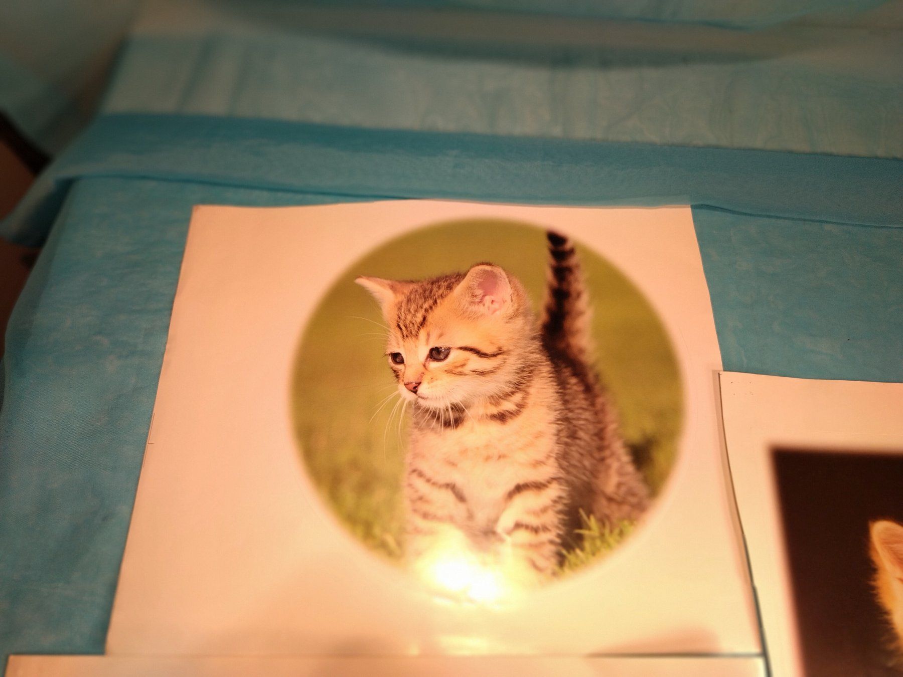 Sticker: 4 grosse Tiersticker, Hunde und Katzen – Nuovo (secondo la descrizione) da Bellach venduto da JingleCherry 1