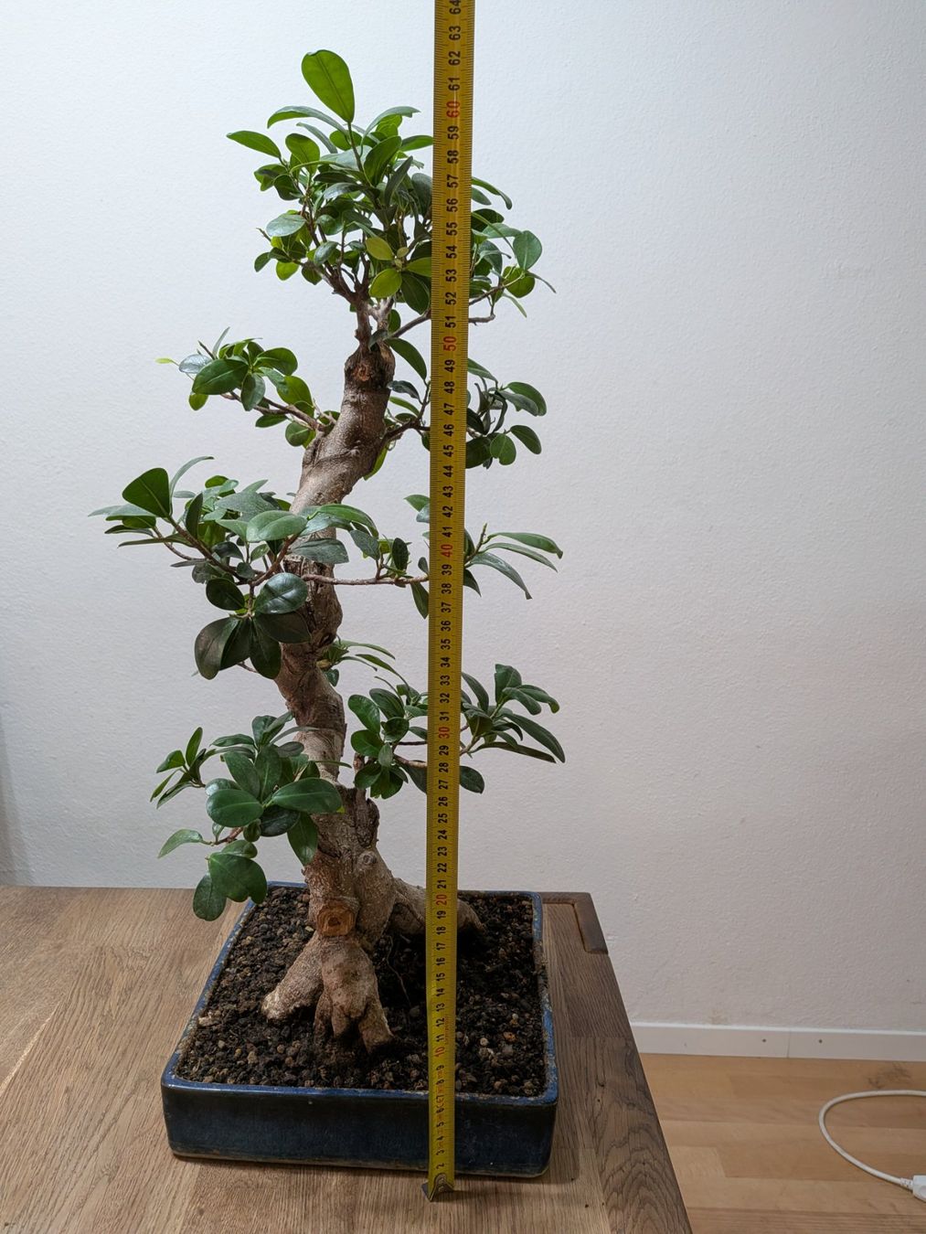 Plantes & graines: Ficus Bonsai – D'occasion à Bern par Hydrom 2