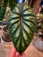 🌿 Alocasia Dragon Scale – Rhizome