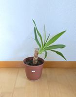 Yucca Palme Setzling ca. 30 cm hoch (Nr. 2)