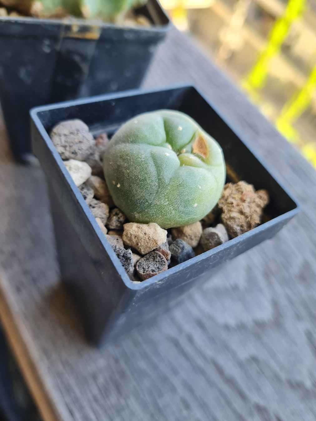 Piante & sementi: Lophophora Diffusa Panaschiert – Usato da Basel venduto da fra_h7bq 2