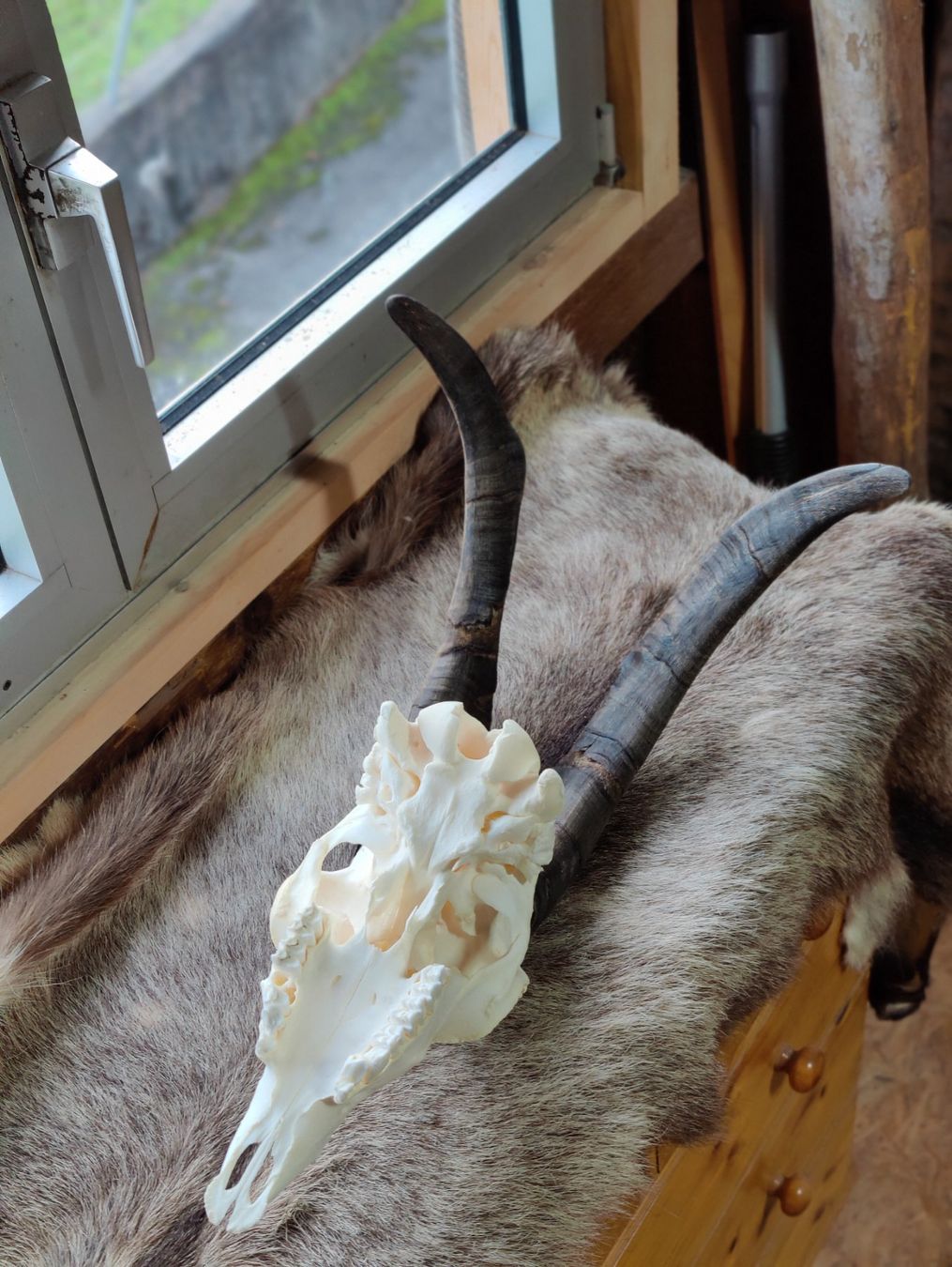 Sonstiges zum Sammeln & Seltenes: Geissbock – Gebraucht aus Kaltbrunn von Reimin85 2