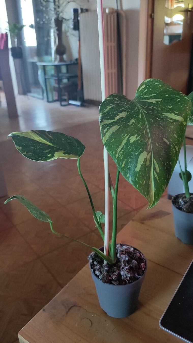 Piante & sementi: monstera electrolight  – Nuovo (secondo la descrizione) da St-Aubin-Sauges venduto da may_2yrv 2