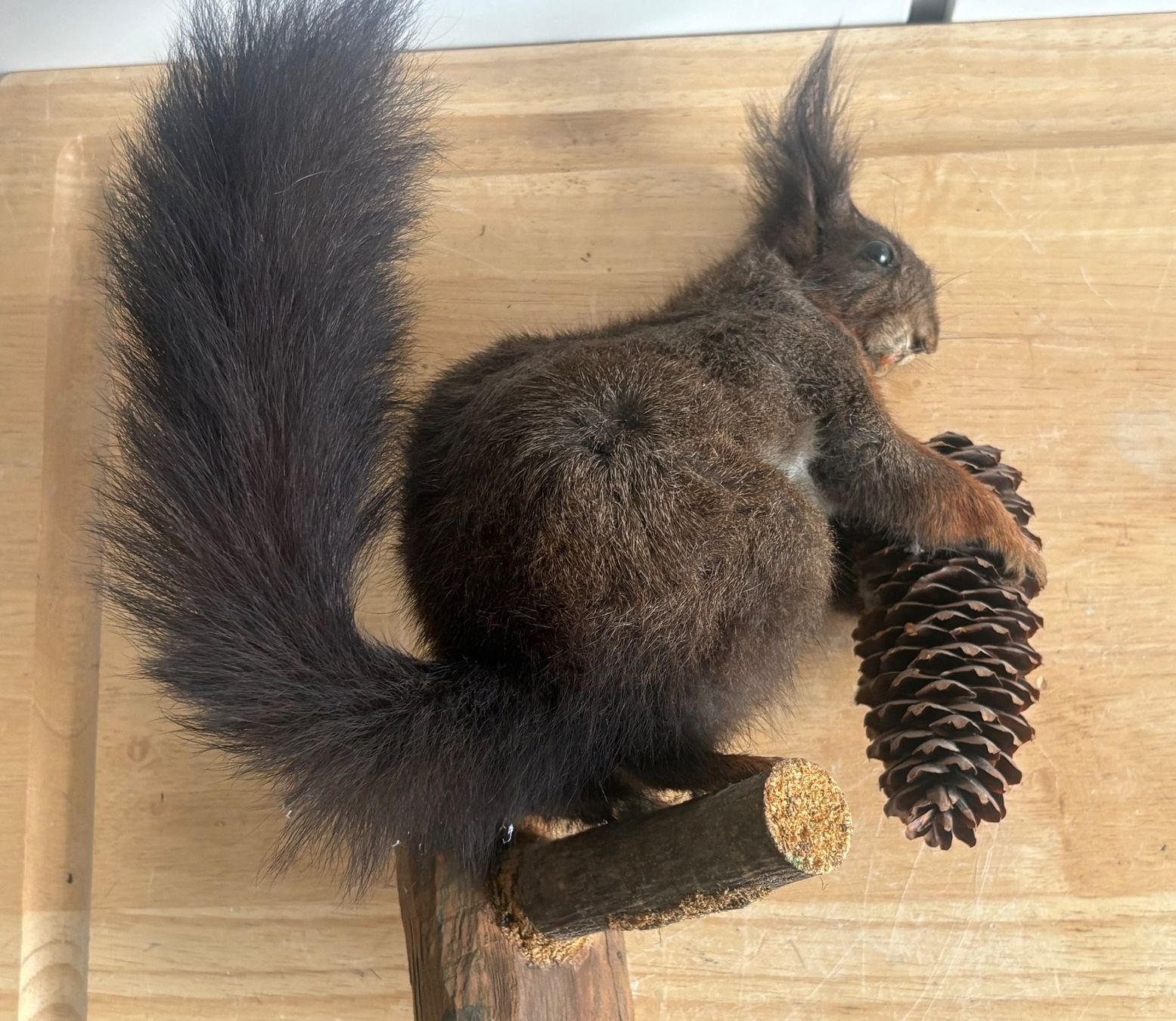 Il mondo degli animali: Präparations Eichhörnchen mit Tannenzapfen – Usato da Frick venduto da Rukki