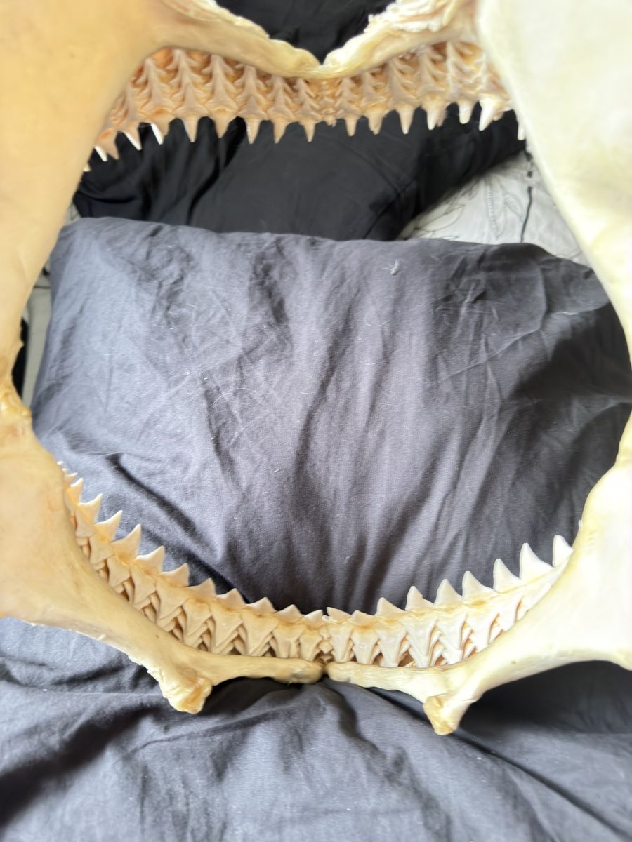 Fossili: Mâchoire de requin / Shark Jaw – Usato da Genève venduto da Kouros7 5