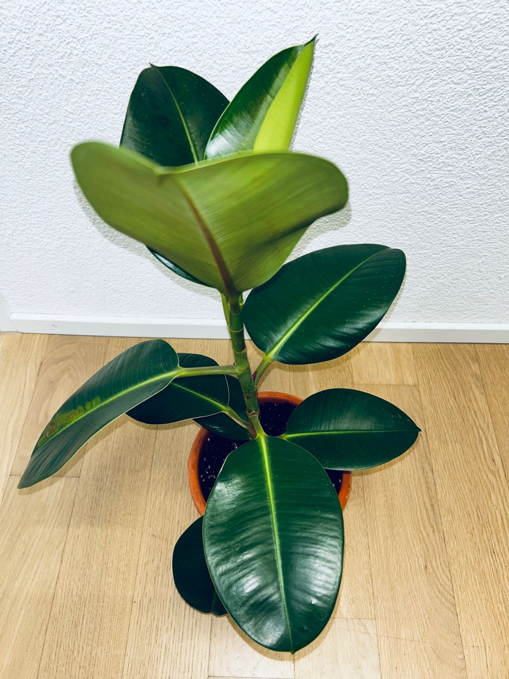 Piante & sementi: FICUS ELASTICA ROBUSTA Pflanze, Gummibaum 70 cm – Usato da Kilchberg ZH venduto da malibubeach 5