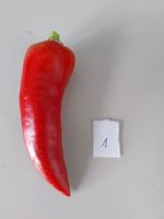 Samen Paprika Ferenc Tender 10Stk.