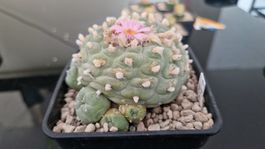 Lophophora Fricii (Multiple Köpfe, Aussaat 2003)
