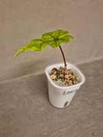 🌿Junge Alocasia Jacklyn🌿