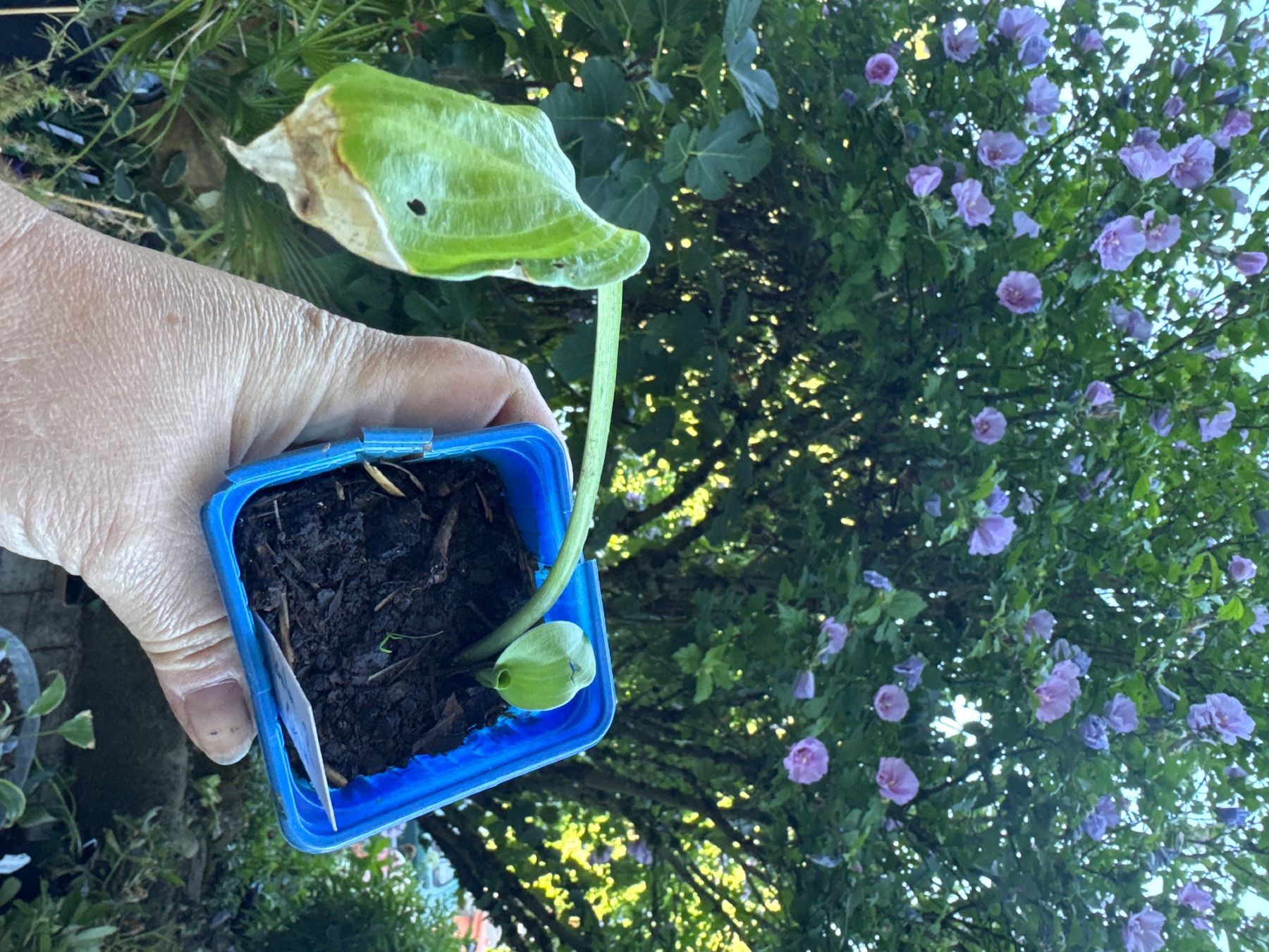 Piante & sementi: Hosta vanilla cream 2 – Usato da Lajoux JU venduto da Briard0 1
