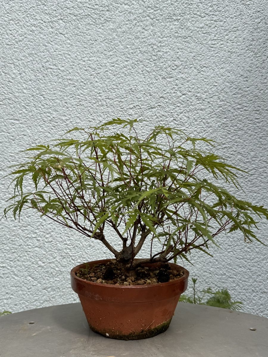 Piante & sementi: Bonsai/Ahorn – Usato da Münchwilen TG venduto da baluzi3