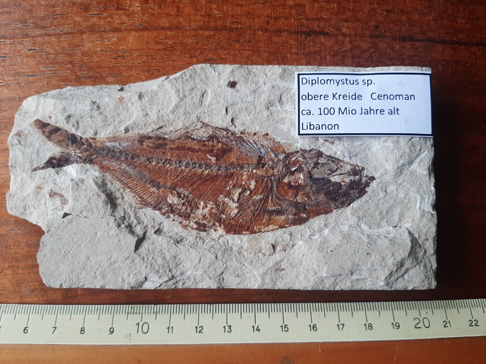 Fossilien: Fossiler Fisch Libanon – Gebraucht aus Rickenbach BL von Oktober68