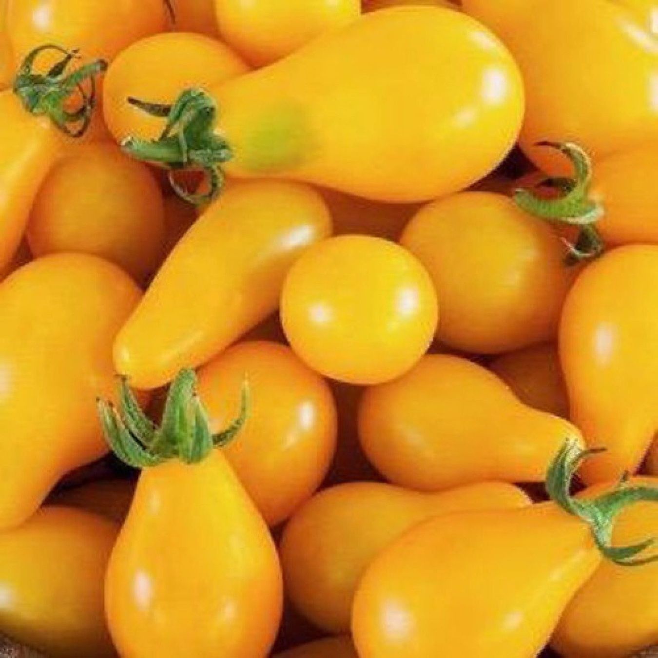 Piante & sementi: 100 Samen YELLOW PEAR CHERRY BELL Tomate – Nuovo (secondo la descrizione) da Ehrendingen venduto da VerveinaSamen 1