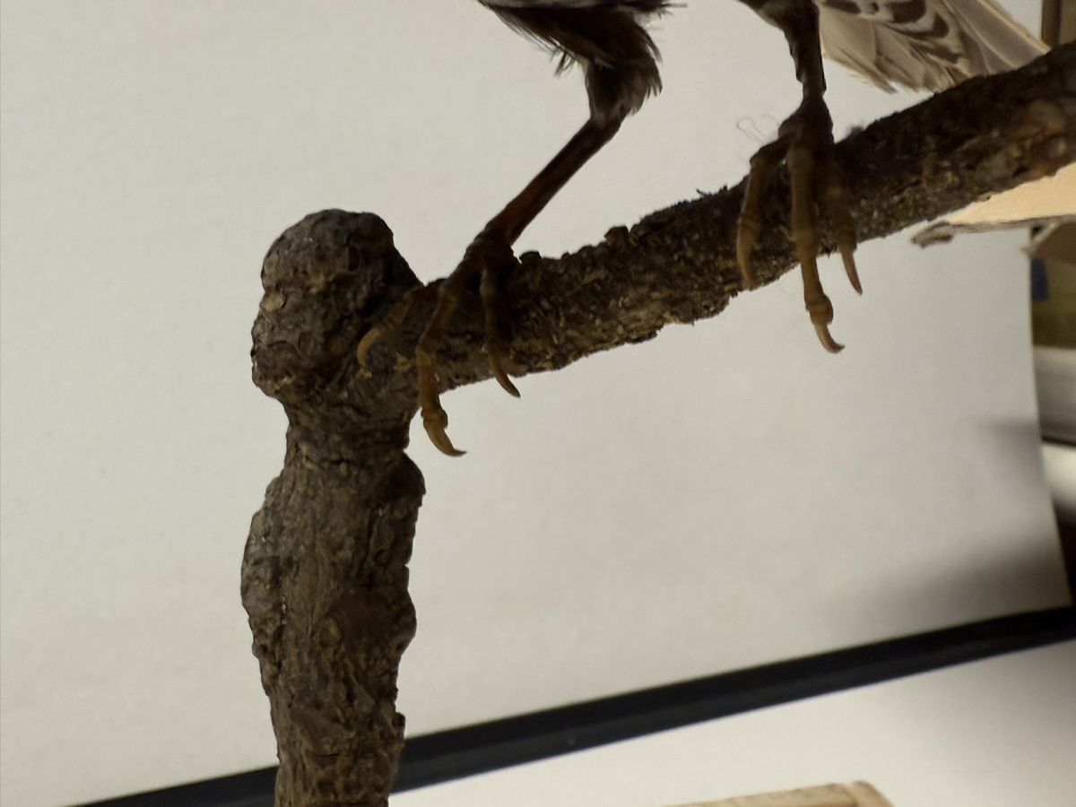 Il mondo degli animali: Vogelpräparat STAR – Usato da Bern venduto da felberunderground 2