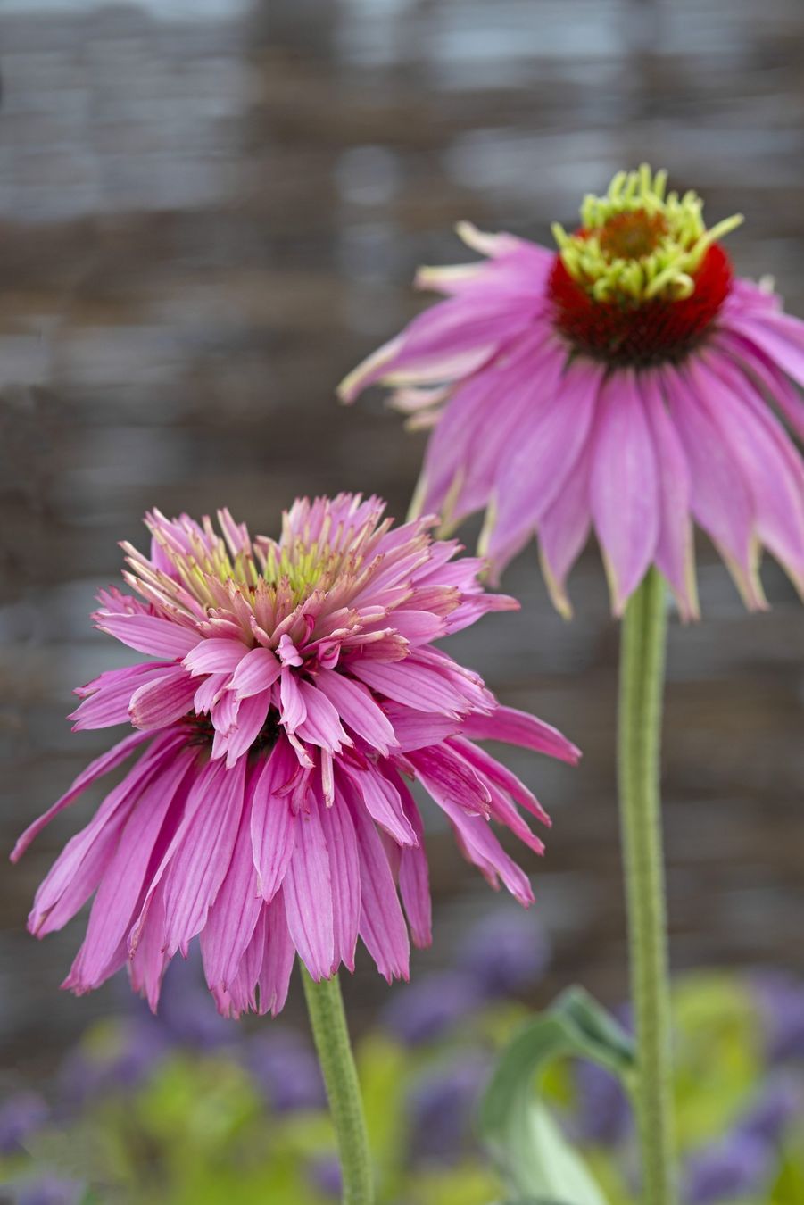 Piante & sementi: 15 Samen  Echinacea SUPER DUPER – Nuovo (secondo la descrizione) da Ehrendingen venduto da VerveinaSamen 1
