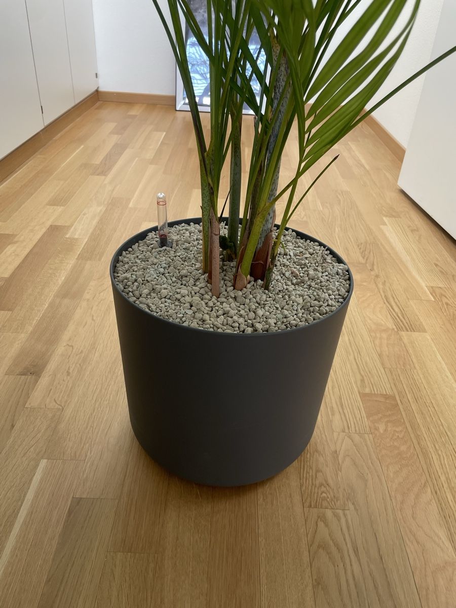 Piante & sementi: Goldfruchtpalme XXL – Nuovo (secondo la descrizione) da Zürich venduto da Steinmarom 1