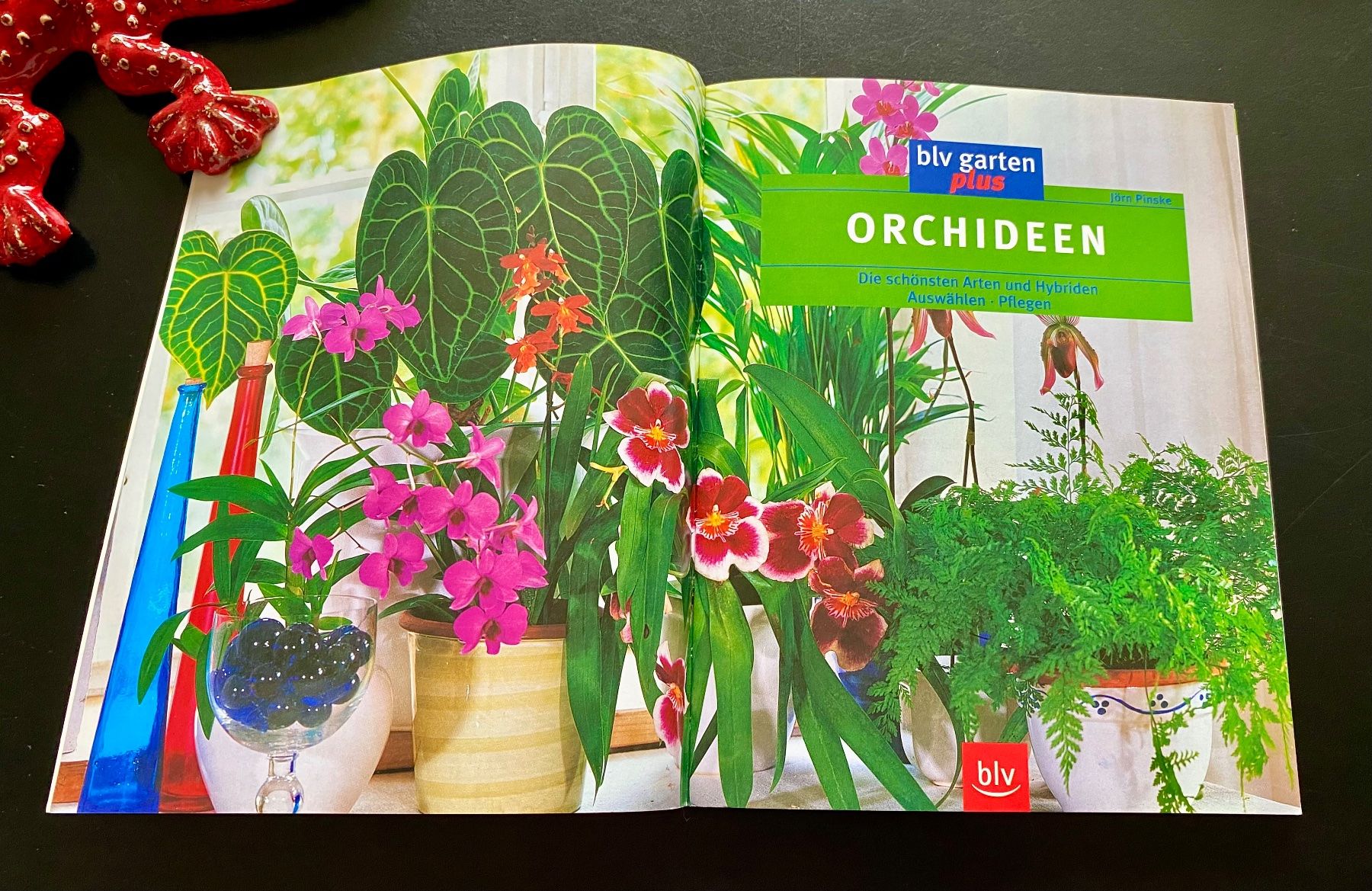Bücher: ORCHIDEEN / Jörn Pinske – Gebraucht aus Nussbaumen AG von schuba2000 3