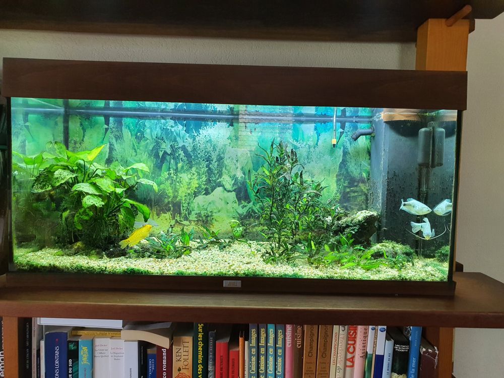 Aquarium 200 litres Juwel dimensions 100x50x40 cm (Lxhxl) Kaufen auf Ricardo