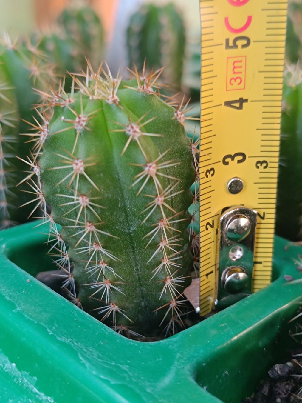 Piante & sementi: Trichocereus scopulicola x peruvianus – Usato da Pâquier-Montbarry venduto da chr_7dmj 2